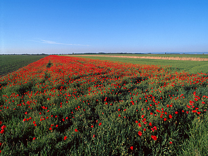 Picture: natural vegetation on bustard set-aside with poppy