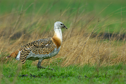 Male Great Bustard wet with rain